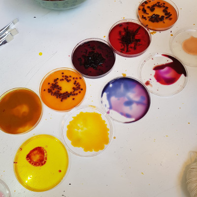 dyes in petrie dishes