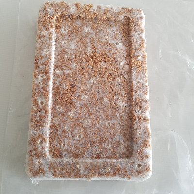 wood tempeh out of plastic