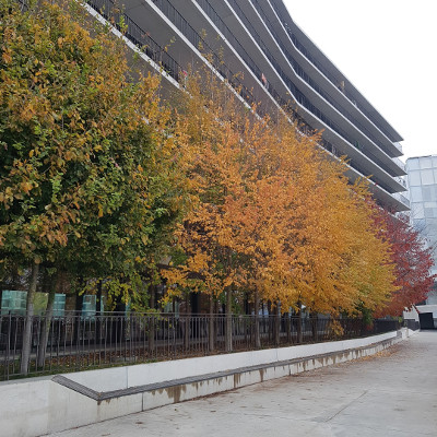 autumn trees on campus