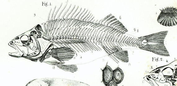 Fish-squeleton