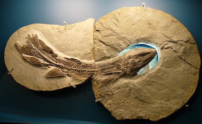 fossil