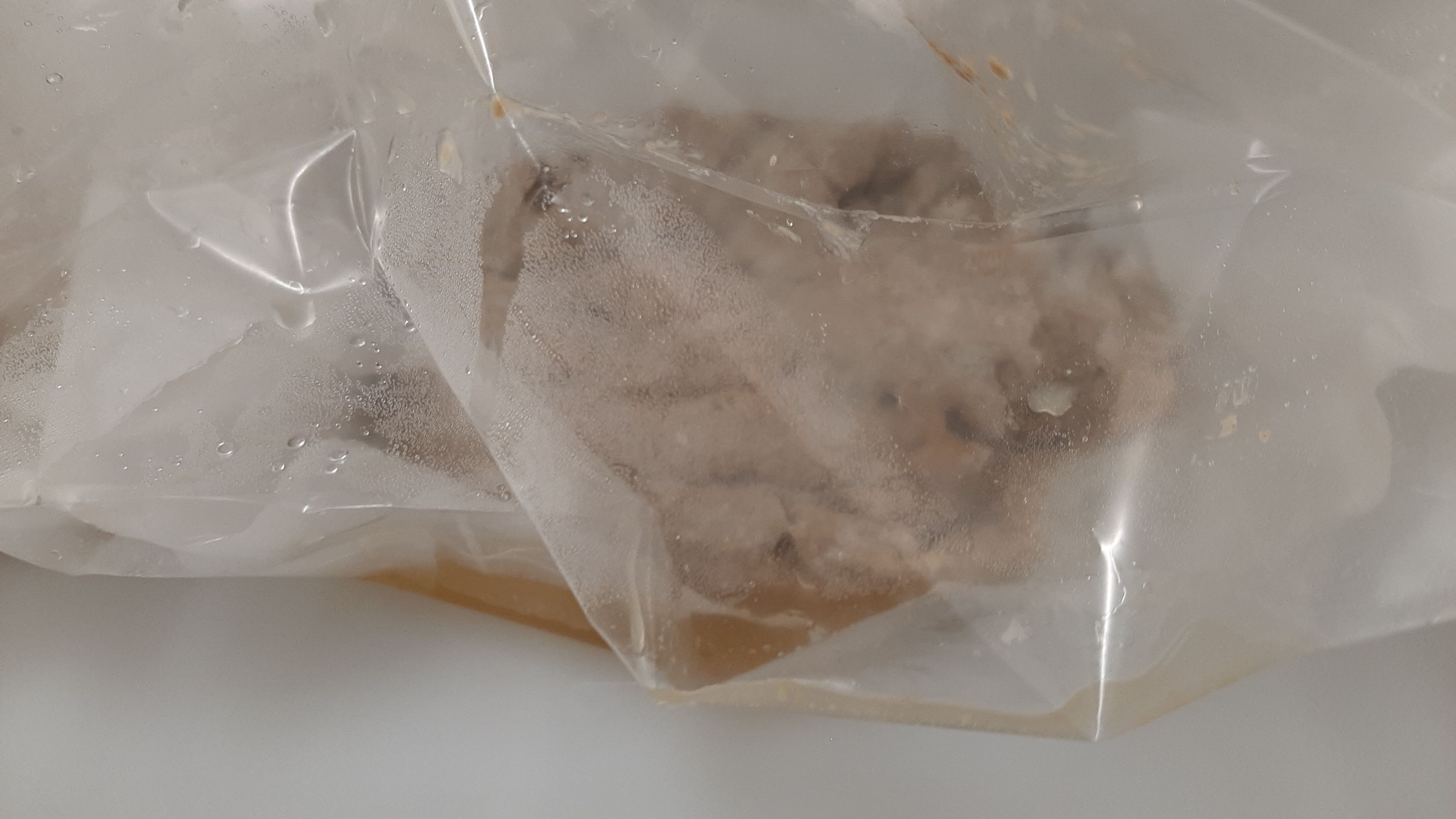 mycelium result