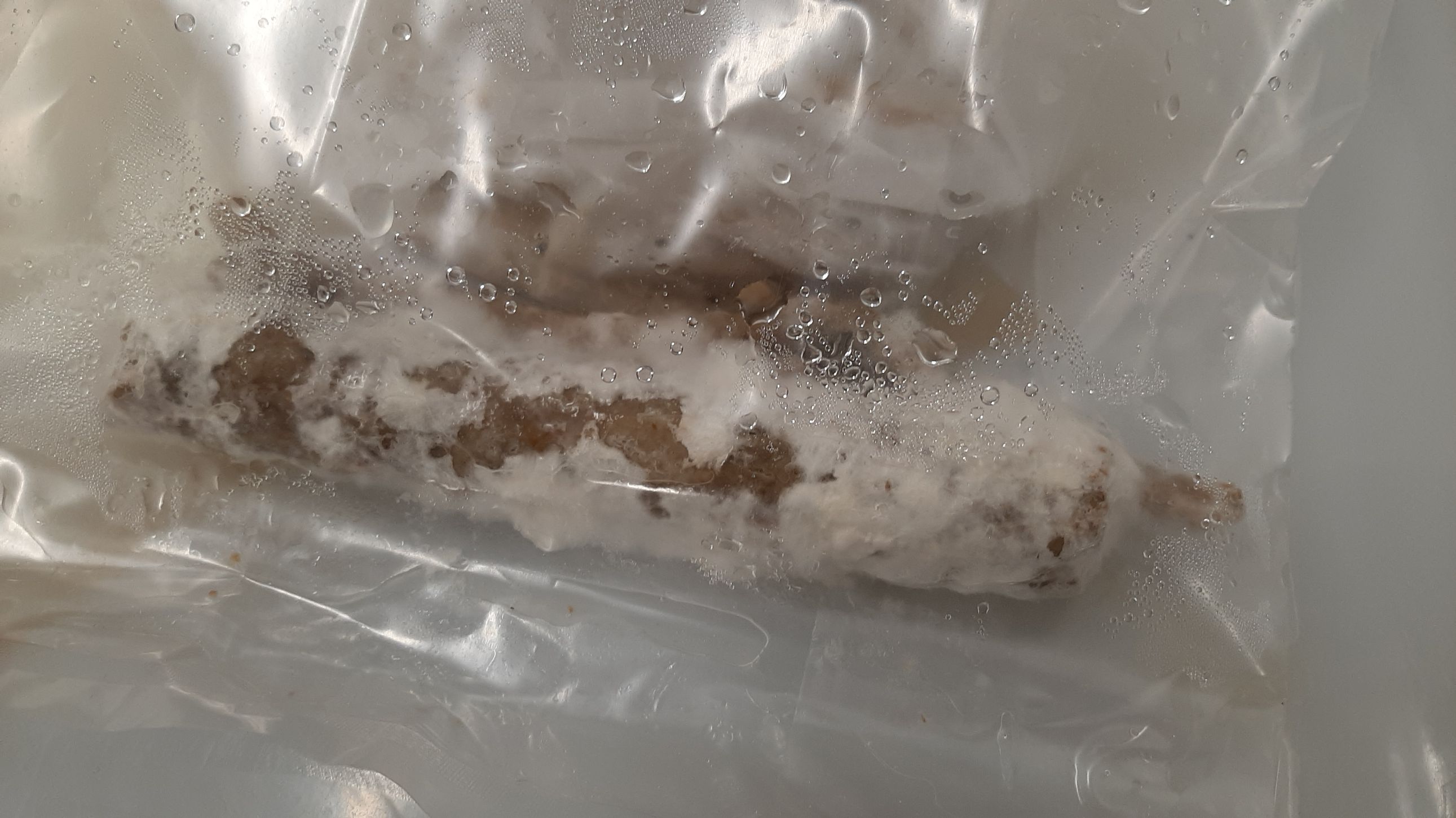 mycelium result