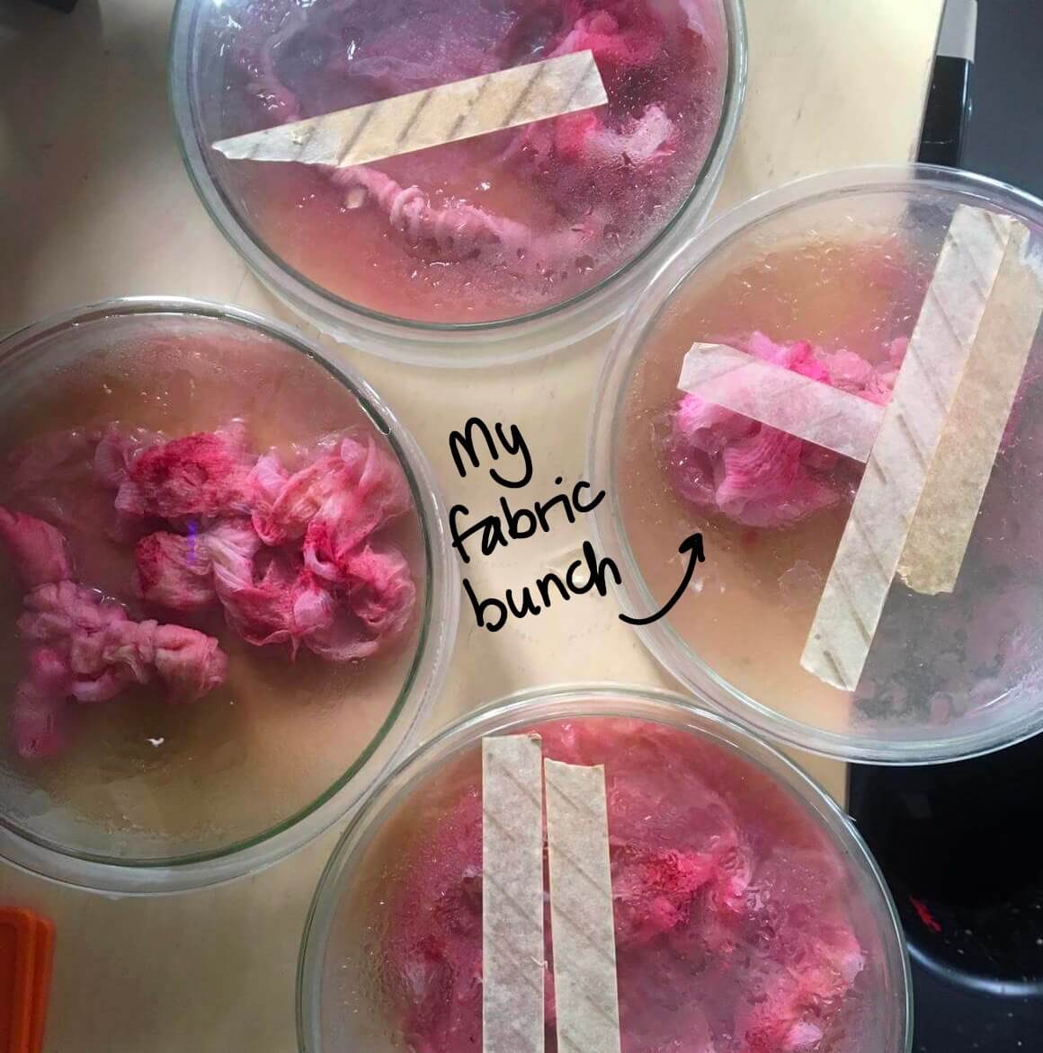 Fabric with growing bacteria