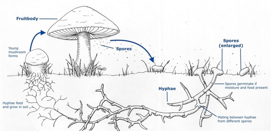 Fungi life cycle