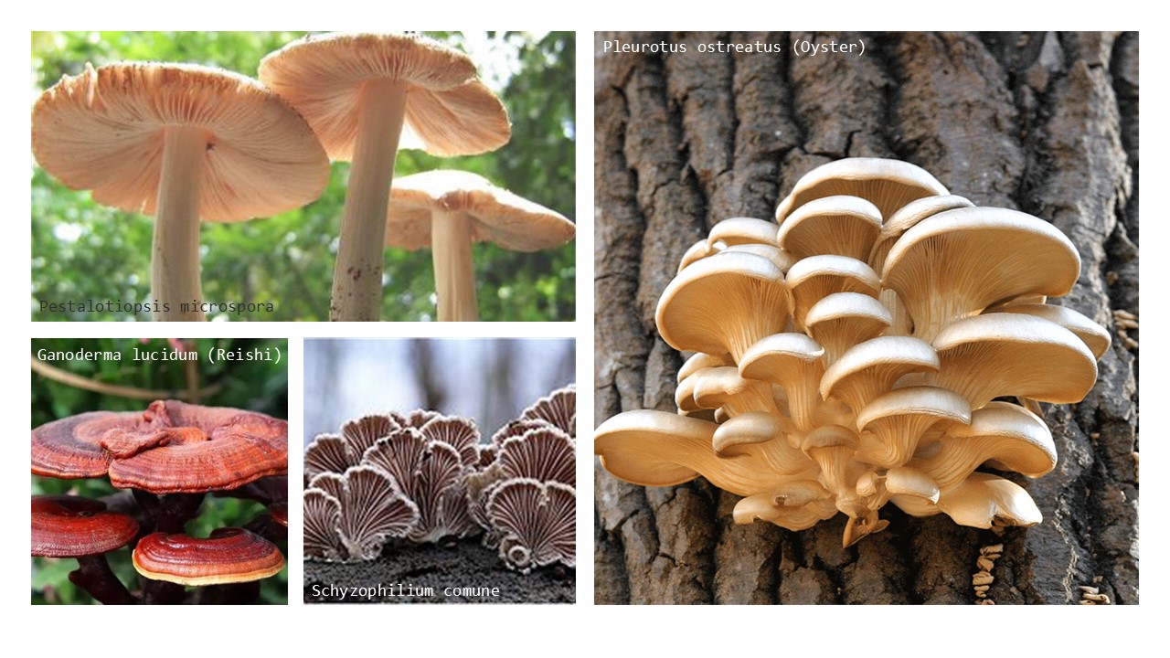 Fungi species