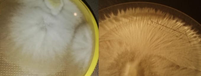 Mycelium growing fluffy or rhizomorph