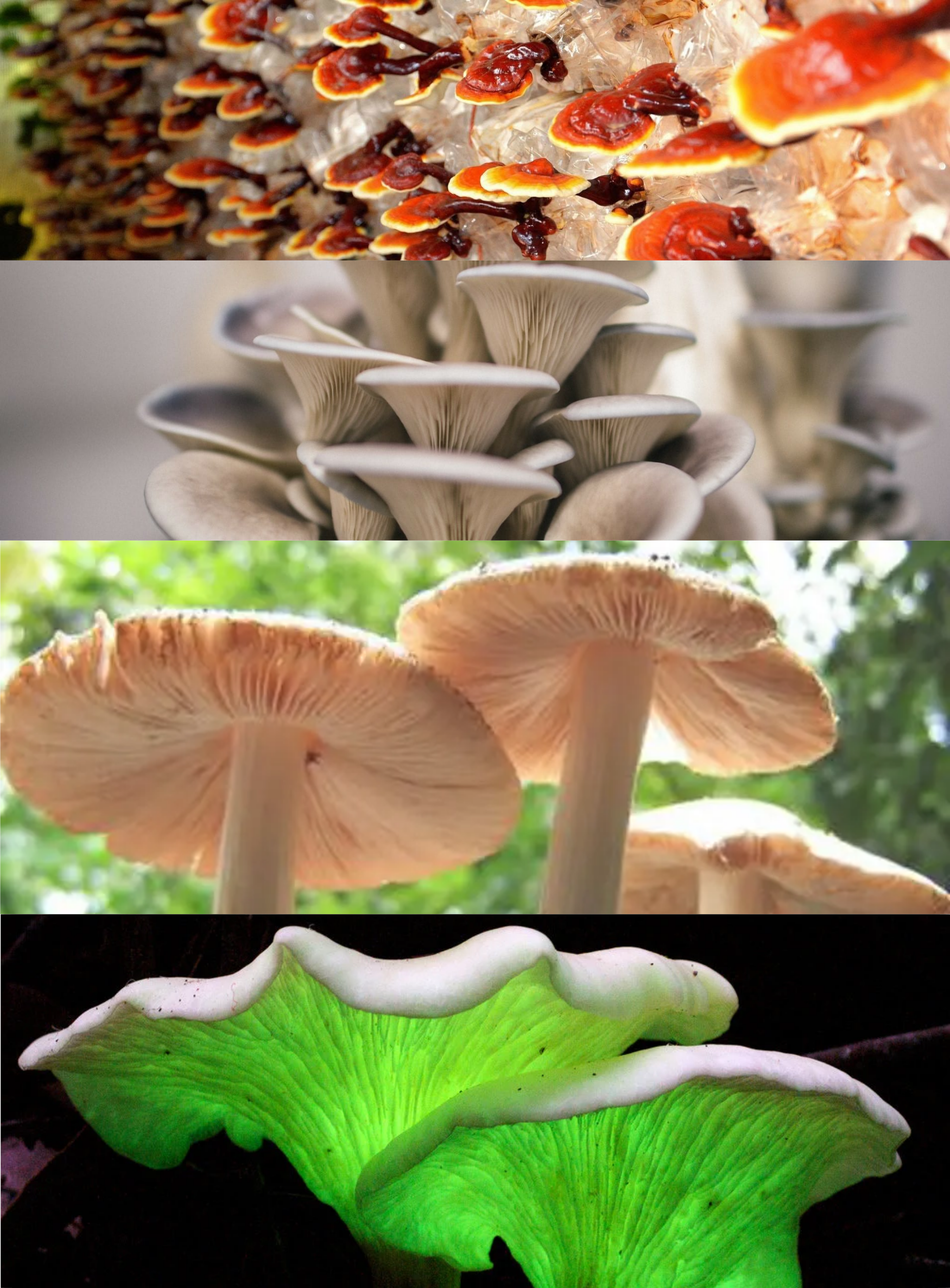 Fungi species