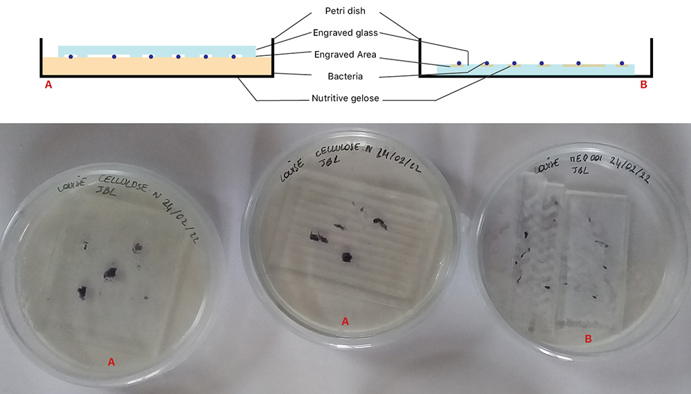 bacteria-glass