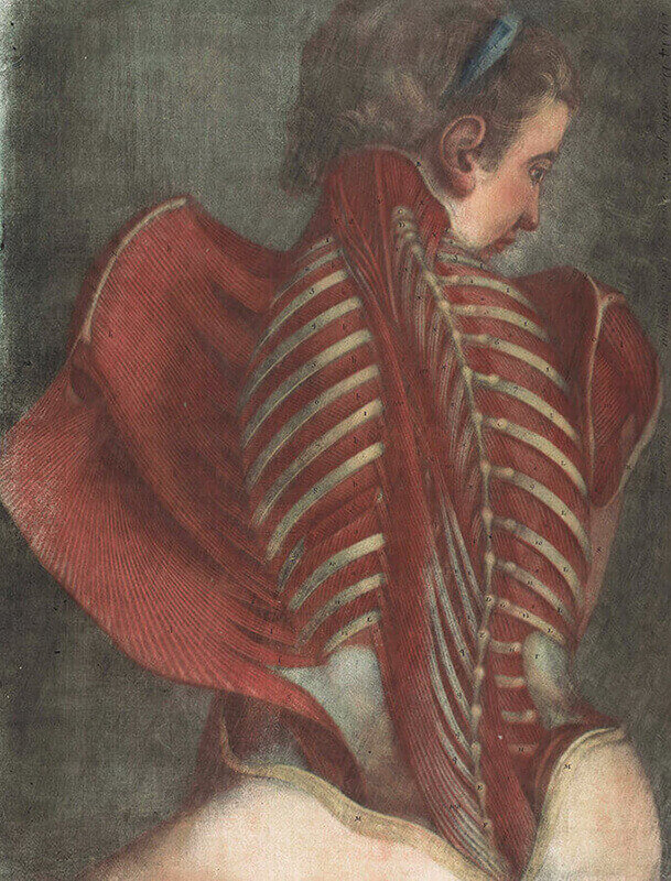 Anatomische studie van de lege borstkas, Pieter van Gunst, after Gerard de Lairesse, 1685