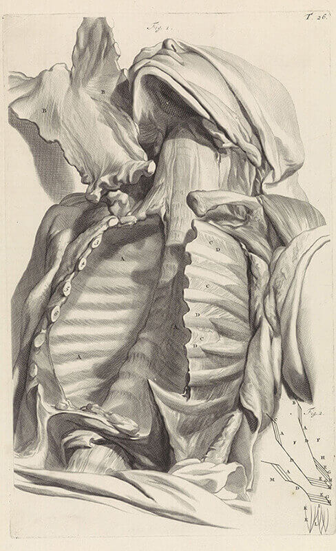 Anatomische studie van de rug van een vrouw, Pieter van Gunst, after Gerard de Lairesse, 1685