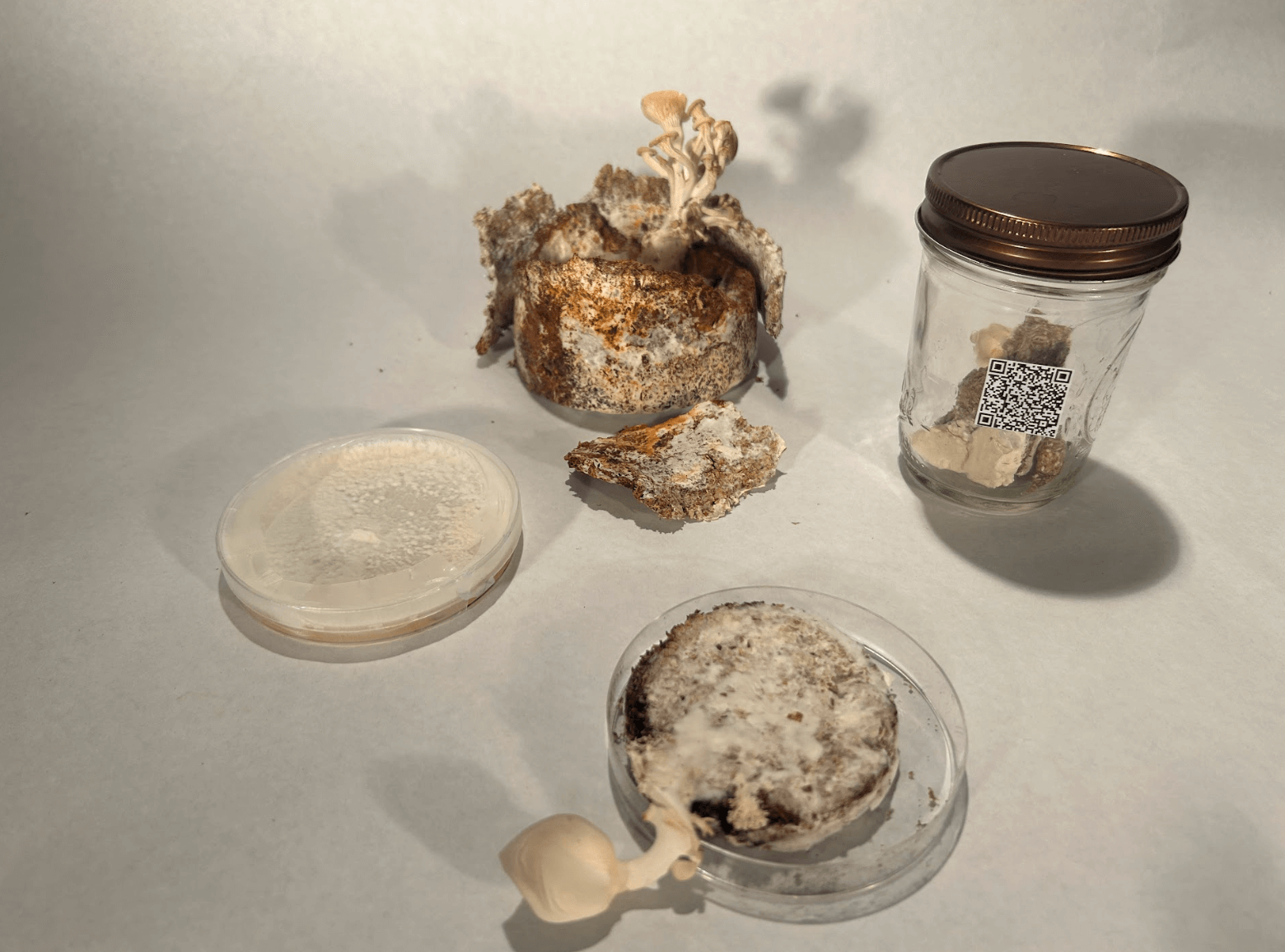 Mycelium Sculpture