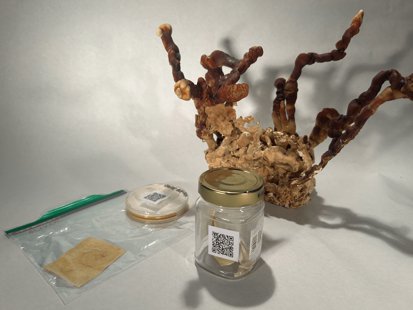 Mycelium Leather