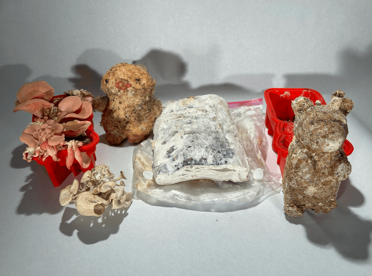 Cultivating Mushrooms in Unconventional Environments