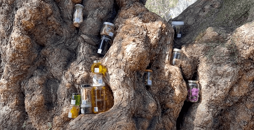 jars in tree