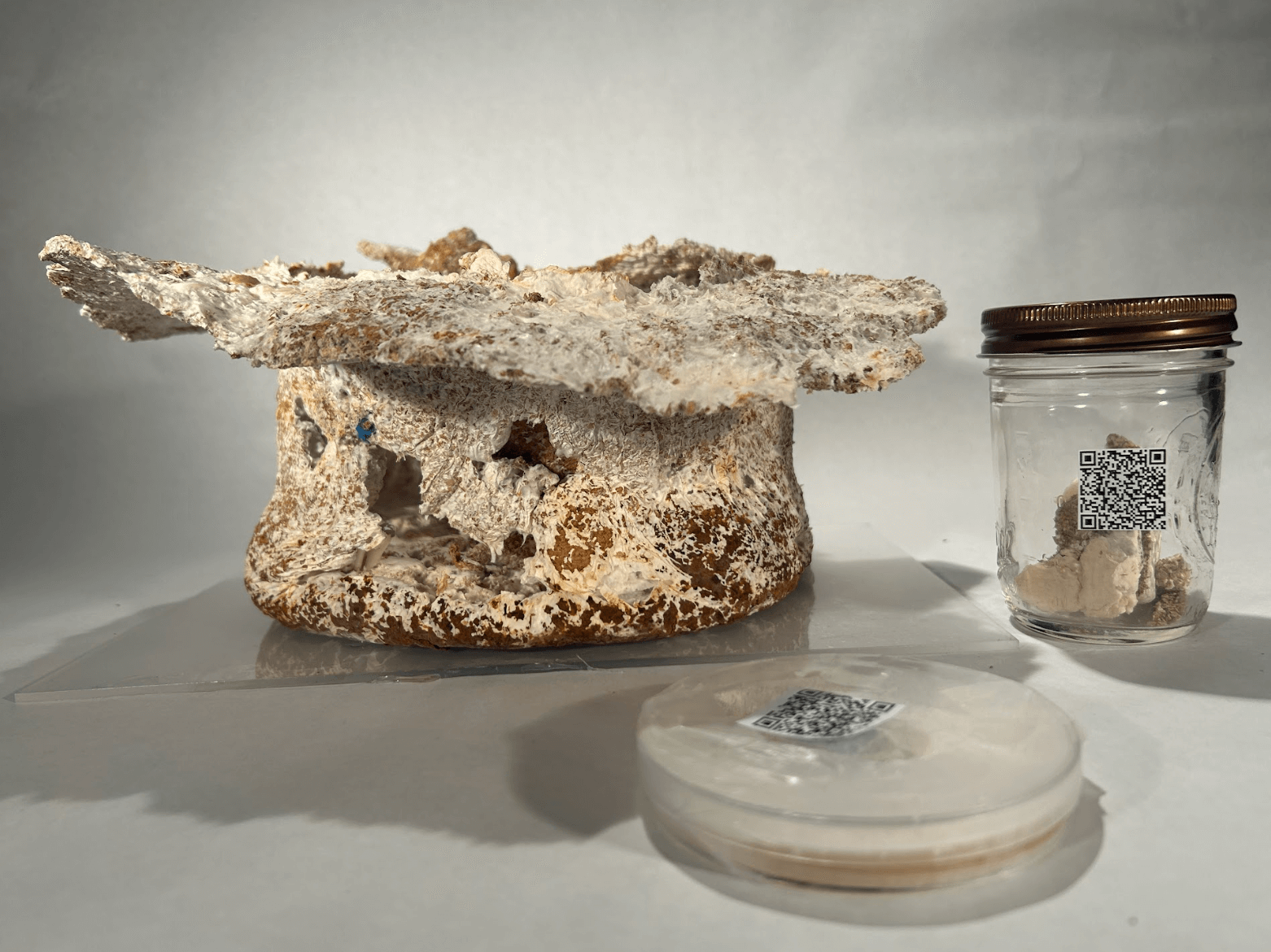 Mycelium Hat