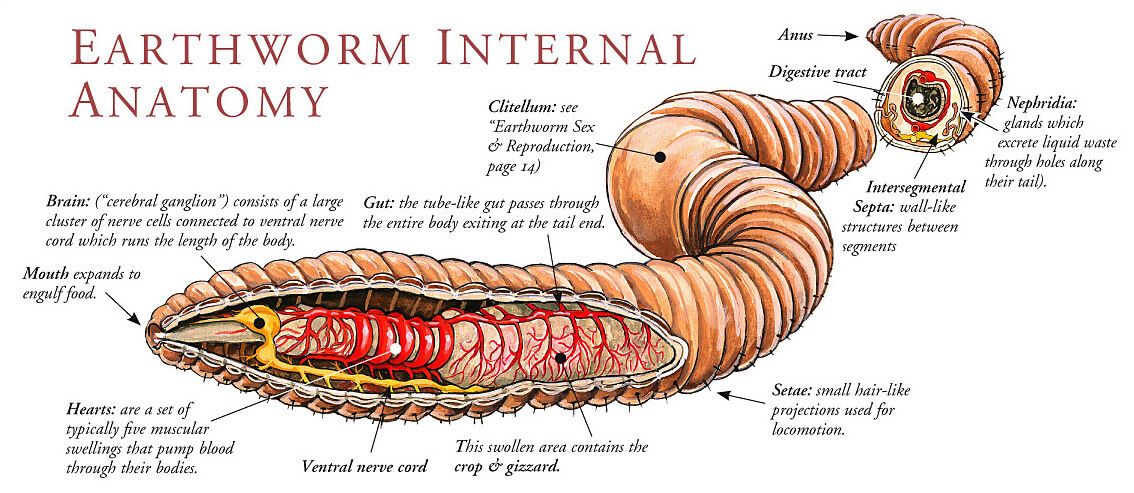 Worm anatomy