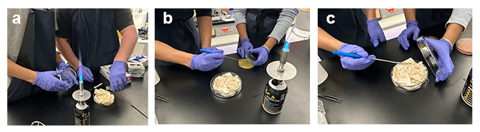 Students inoculating bacteria on fabric