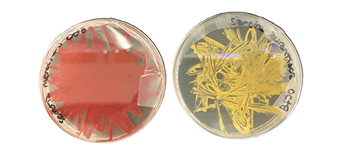Pigmented bacteria