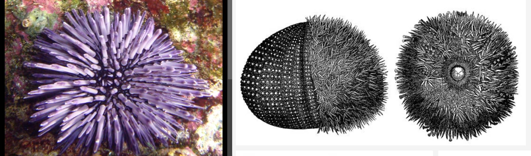 urchin ideas
