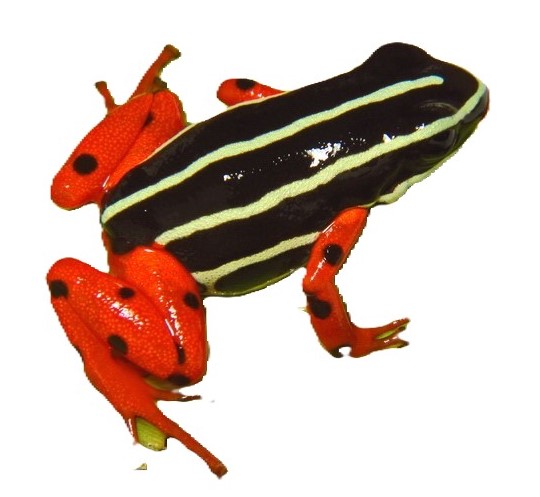 Adelphobates quinquevittatus or Rio Madeira Poison Frog or Amazonian Poison Frog