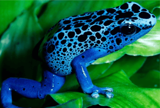 Okopipi Blue Frog