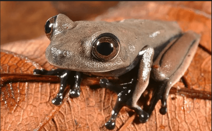 Cocoa Frog