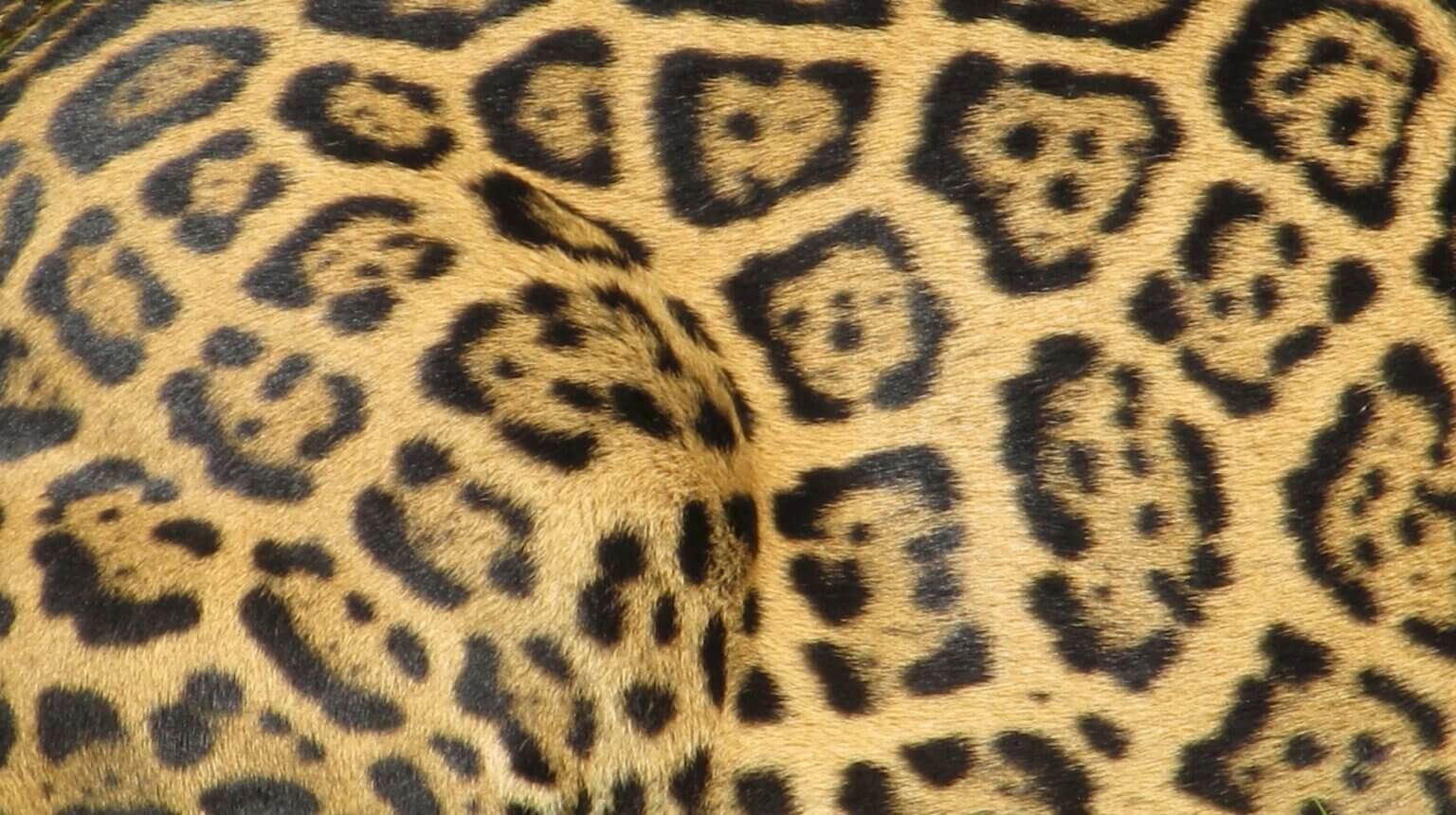 Jaguarskin