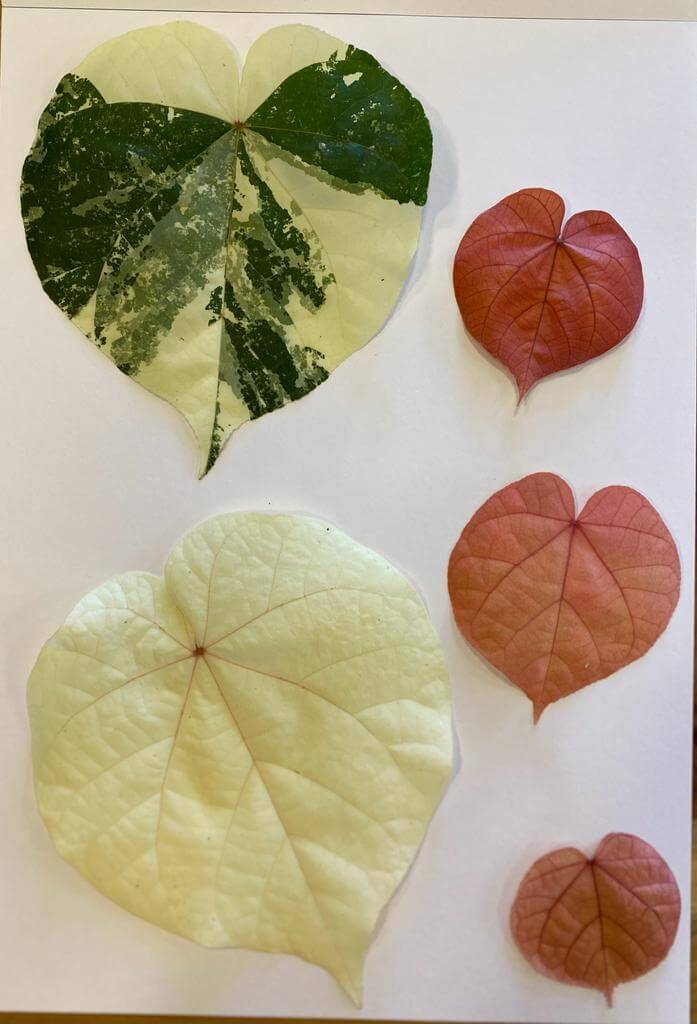 2fesiwiri leaves