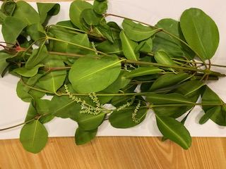 Mangrove leaves