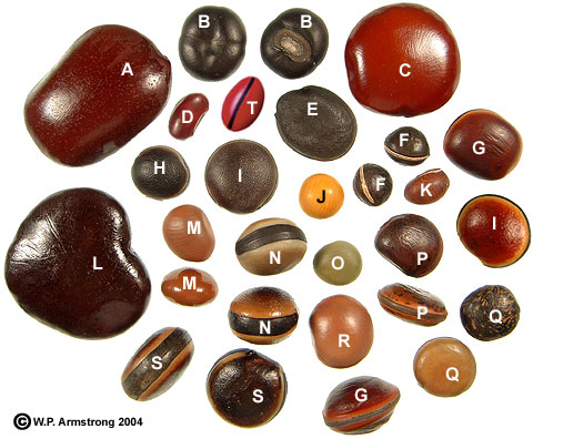 Seeds used in bijoux