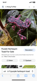Harlequin toad