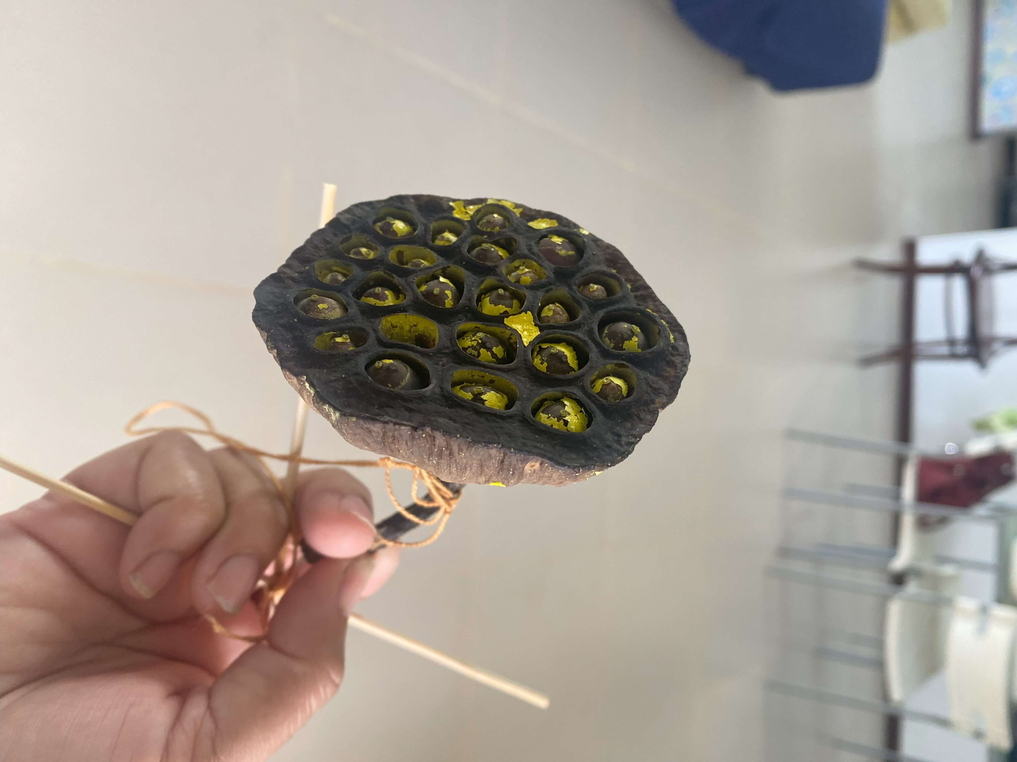 Waterlily seed pod