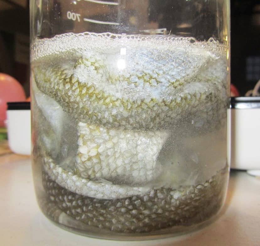Fish Skin in jar