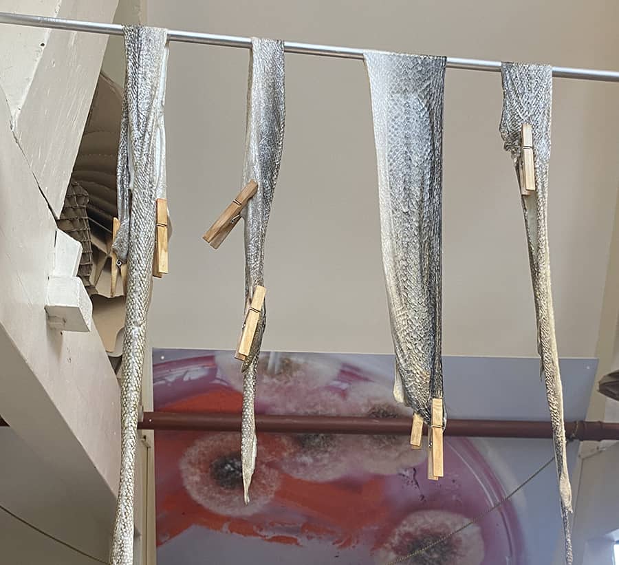 Fish skin drying