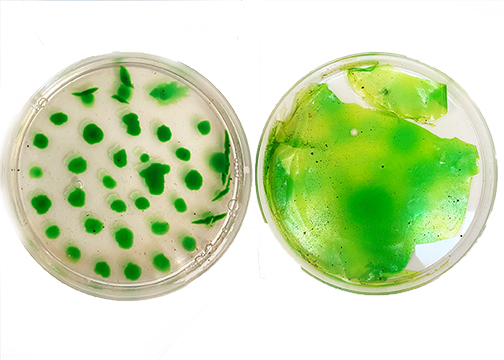 Agar with Ink