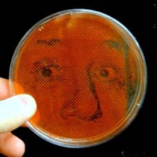 Bacterial Image