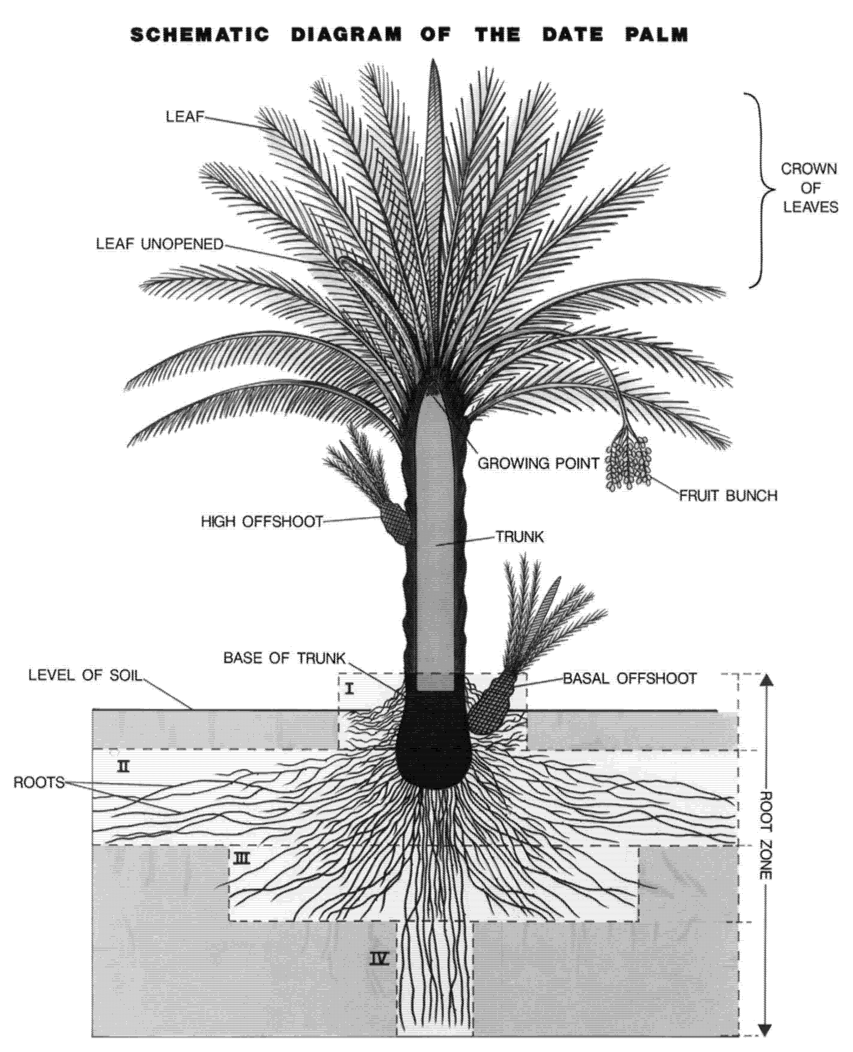 Schematic of Date Palm Tree
