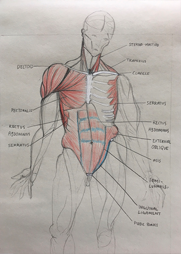 anatomy torso drawing