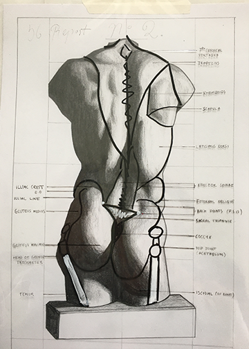 anatomy back drawing