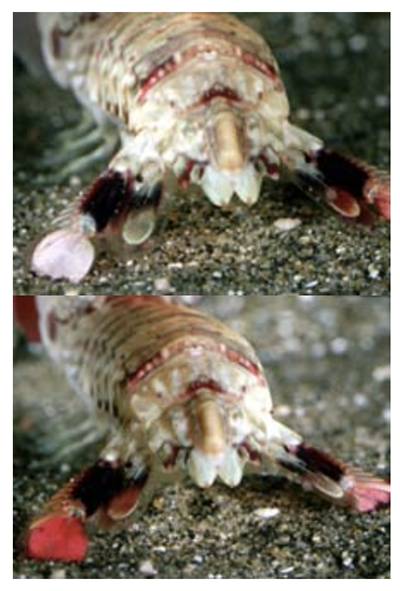 mantis shrimp