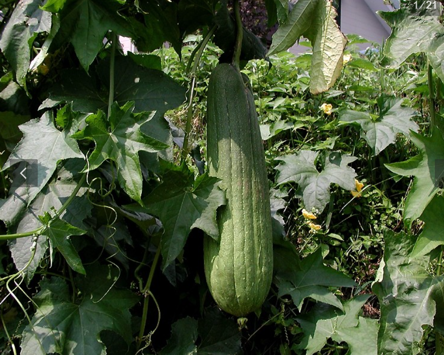 Luffa