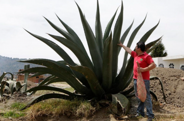 Salmiana Maguey