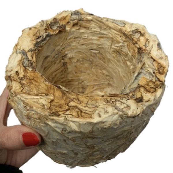 Mycelium