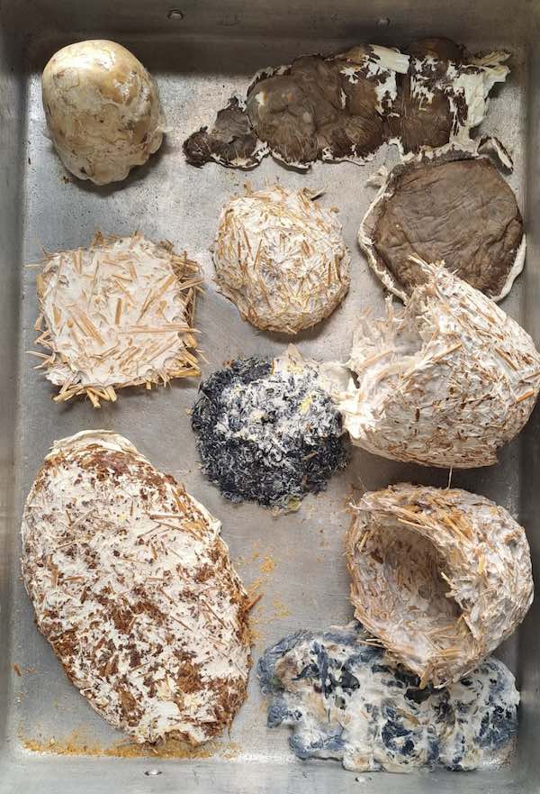 Mycelium 1