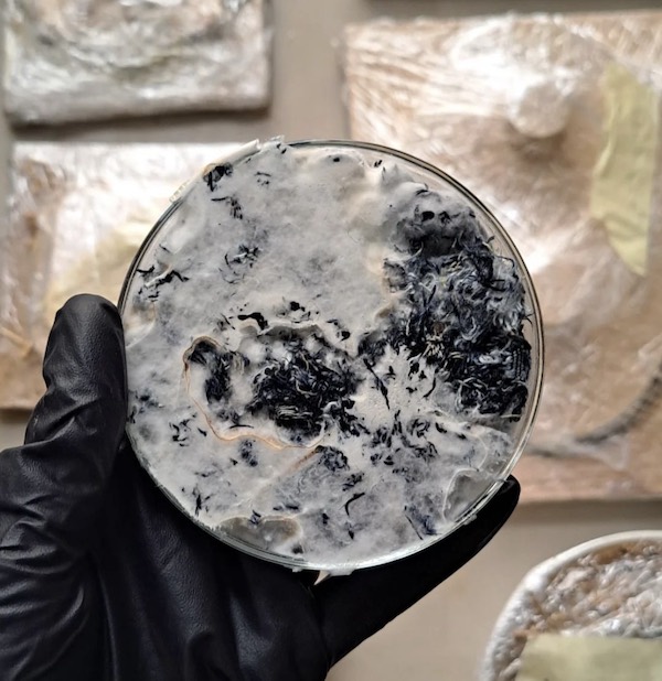 Mycelium