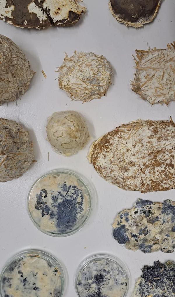 Mycelium 3