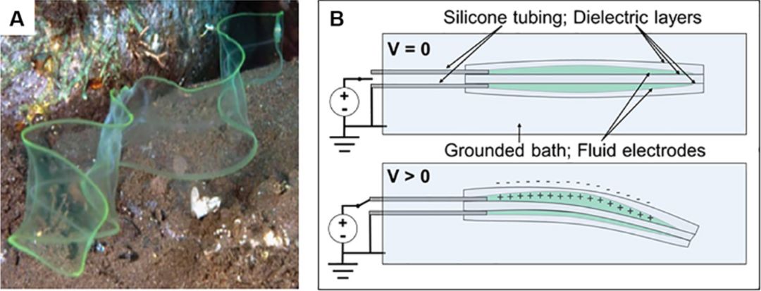 Fluid Actuated