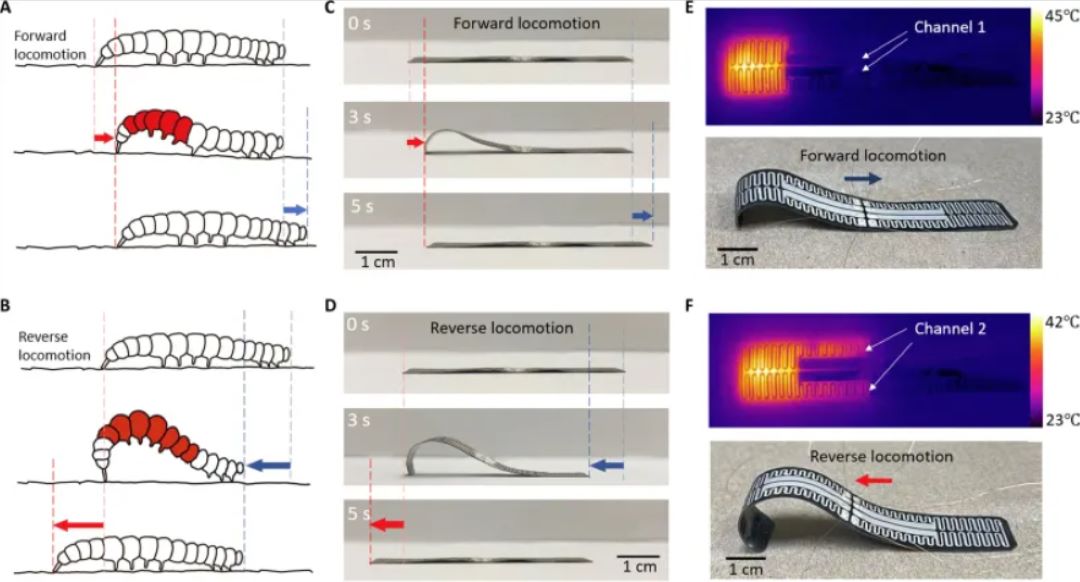 Thermal Worm