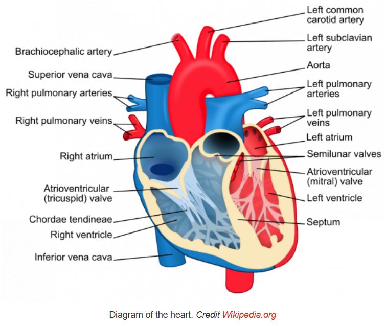 Heart Anatomy